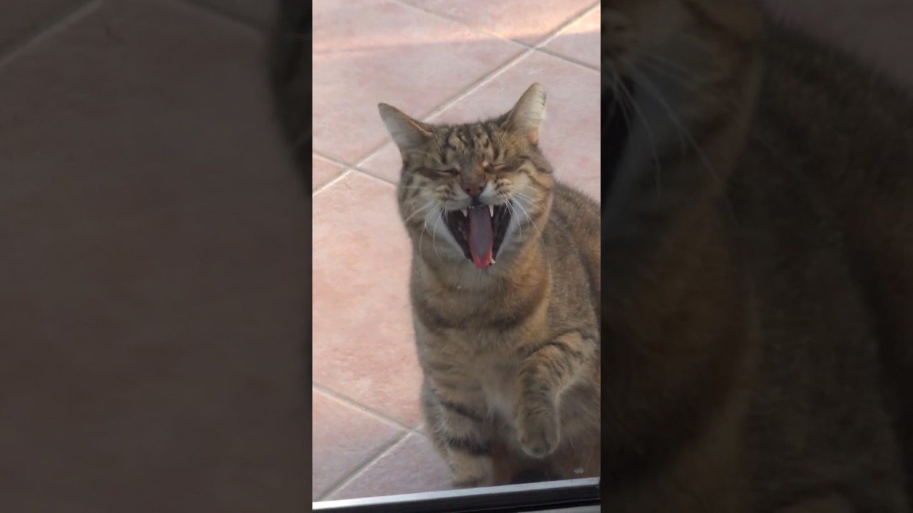 What If Cats Could Talk? 