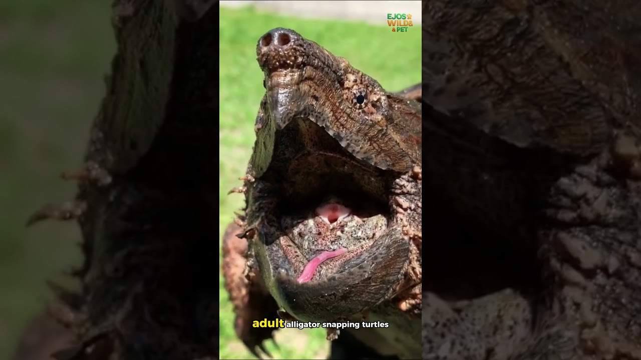 Аллигаторовая черепаха — самая опасная черепаха, к которой никогда нельзя прикасаться. 