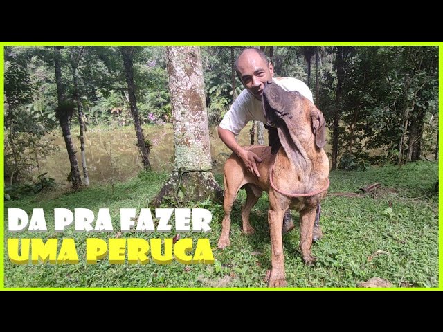 CONHEÇA NOSSOS CÃES FILA BRASILEIRO - TUFÃO 