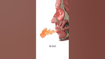 Why Spicy Foods Make Your Mouth Hot 🥵