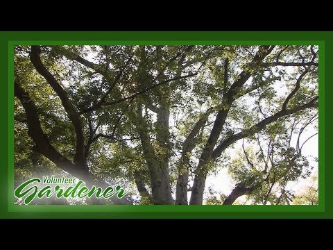 Wideo: Pielęgnacja drzew Hackberry - Jak uprawiać drzewa Hackberry
