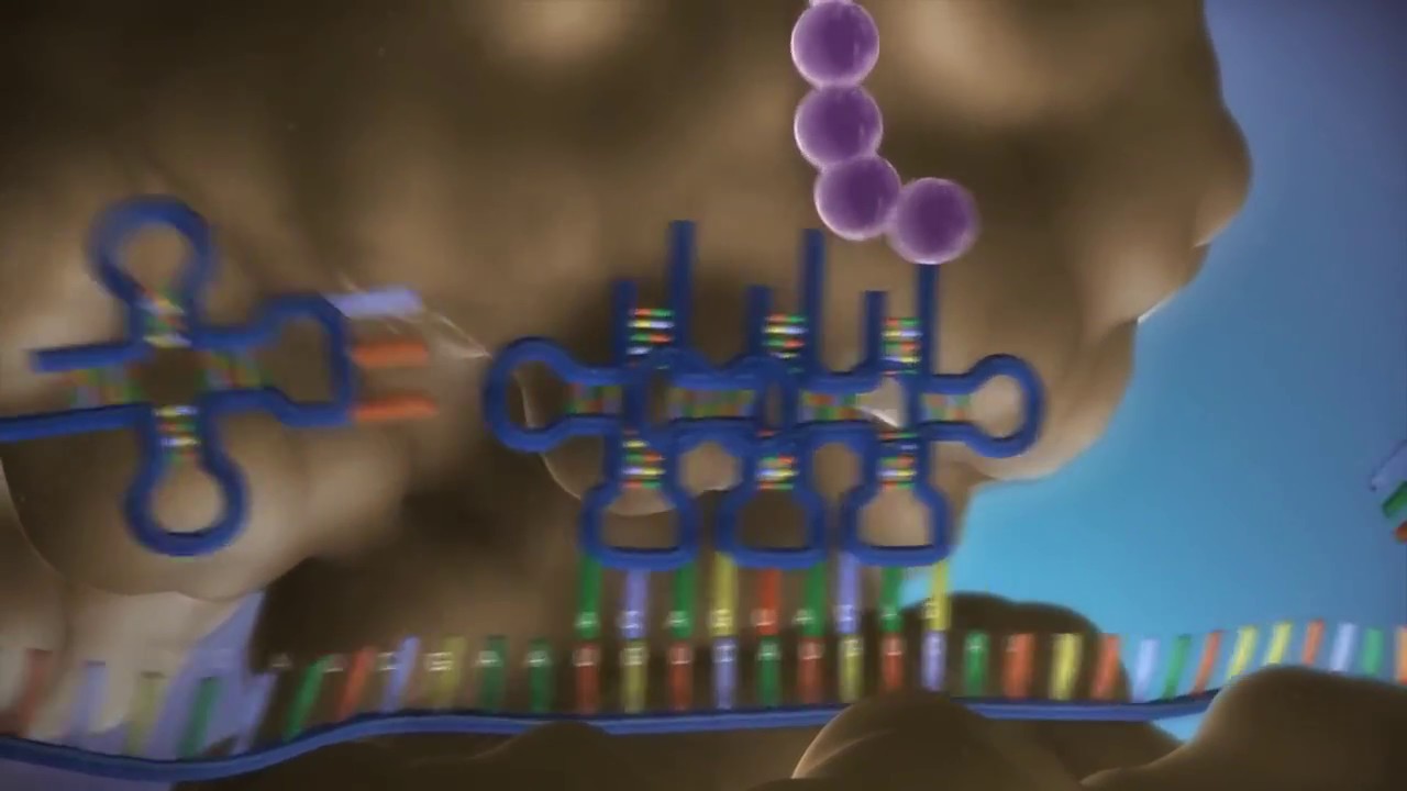 From DNA to protein - YouTube