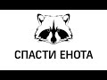 Спасти Енота