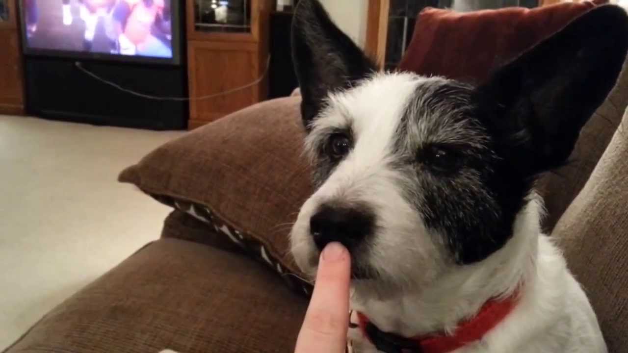 is it bad to touch a dogs nose