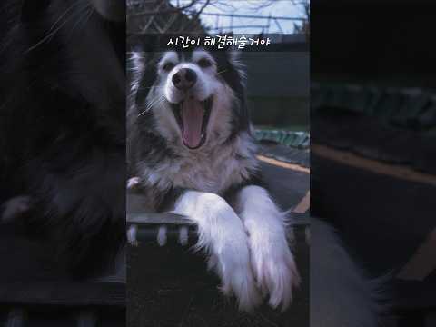 갑자기 봄날씨 #반려견일상 🇰🇷 🐶 📷 SONY A7C2