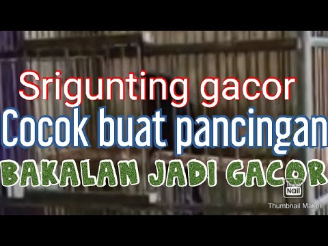 Srigunting  Gacor ampuh pancing sri gunting bakalan