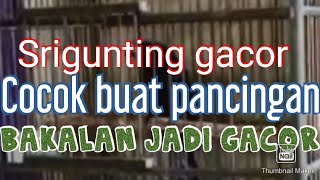 Srigunting  Gacor ampuh pancing sri gunting bakalan