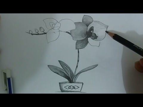 Menggambar Bunga Anggrek Menggunakan Pensil Youtube