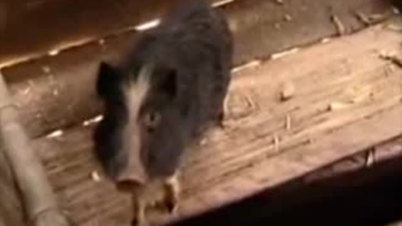 Toilet Pigs and Food Tribe BBC Studios YouTube