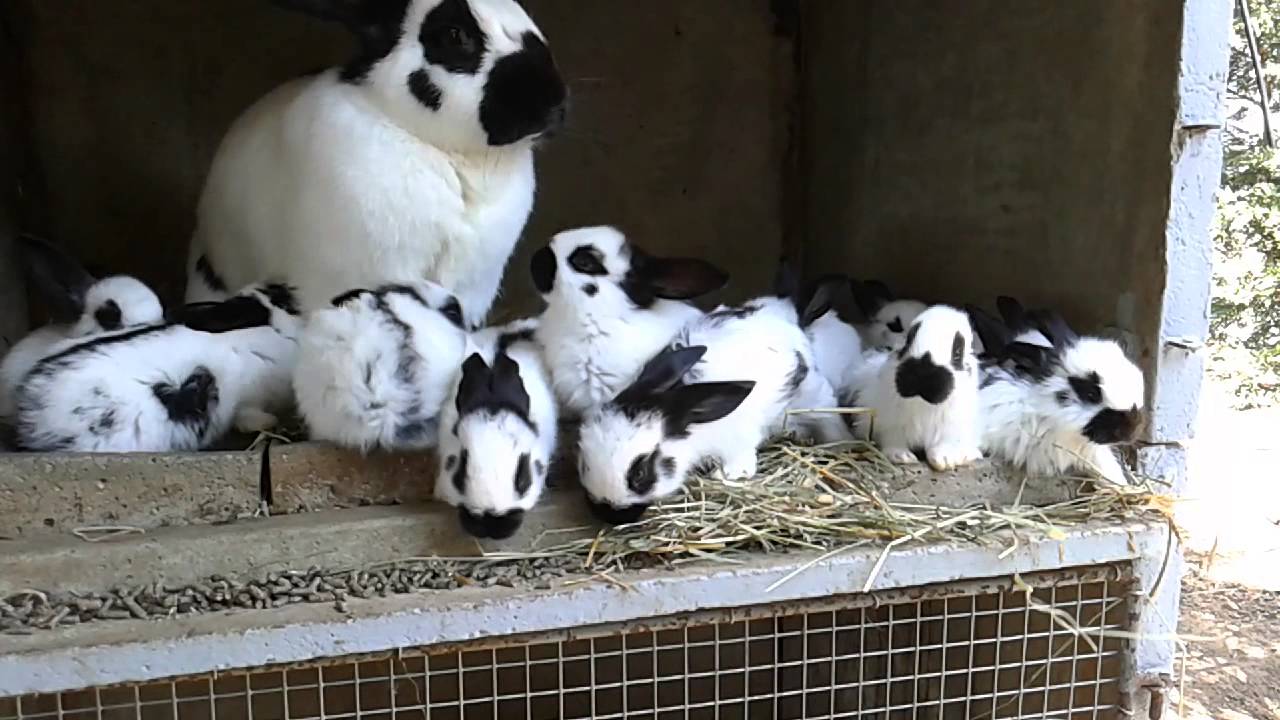 La Pese De Mes Lapins Youtube