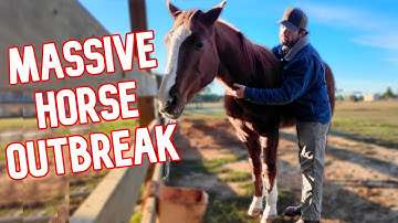 Are The Horses’ Safety At Risk with This Deadly Virus?