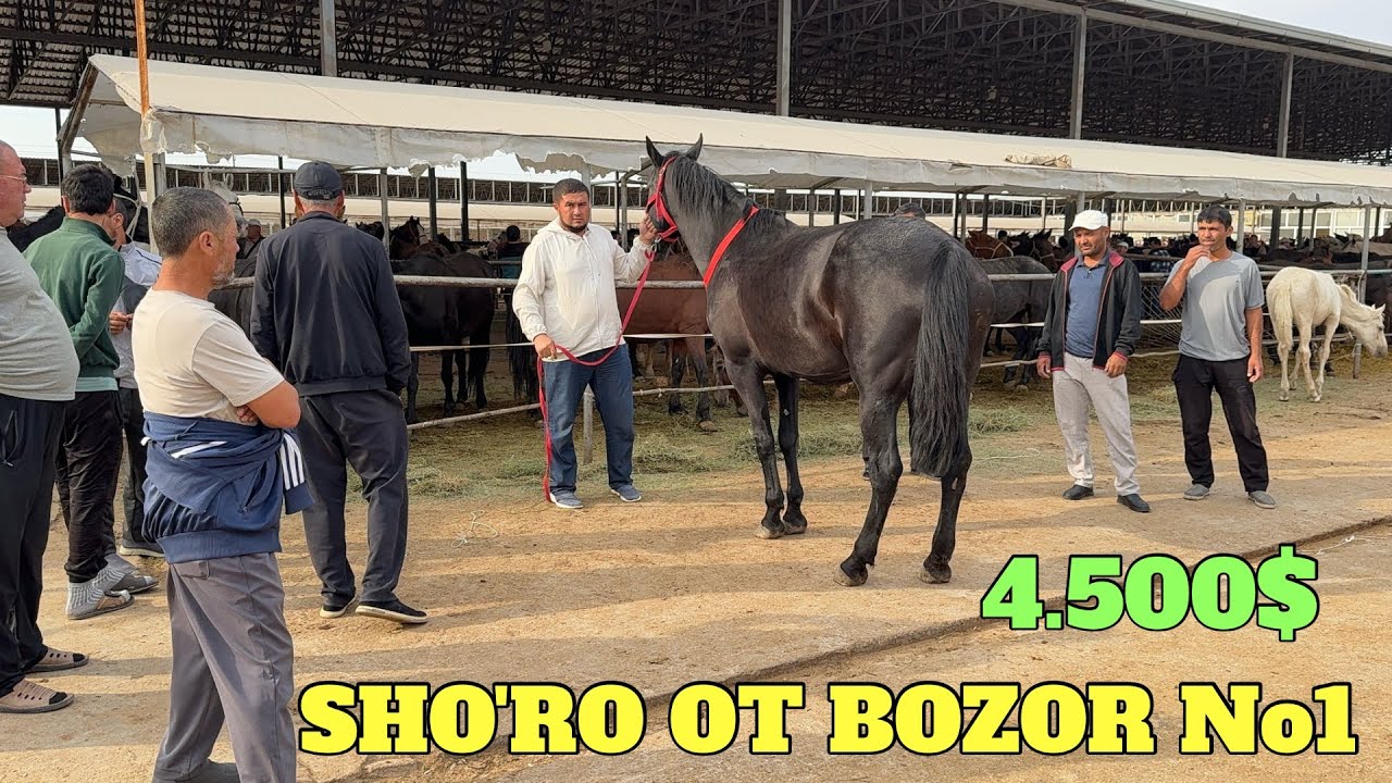 SHO'RO OT BOZOR. RASISKIY ABAKAN QOZOG'ISTON TOYLARI ONA BOLA OTLAR NARXLARI 82.000 OT GO'SHT NARXI.