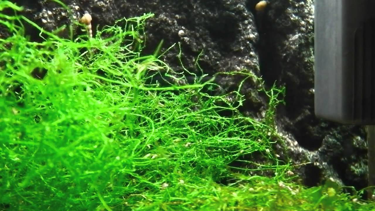 Aquarium Plant - Java Moss 
