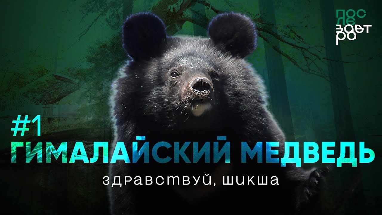 Эпизод 1. Гималайский медведь и его среда обитания / «Здравствуй, Шикша!»