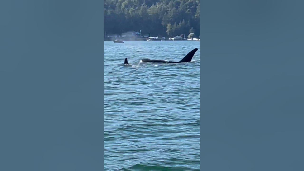 Family of Orcas in Hood Canal YouTube