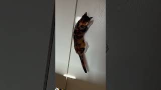 Kitty Jumping Loop