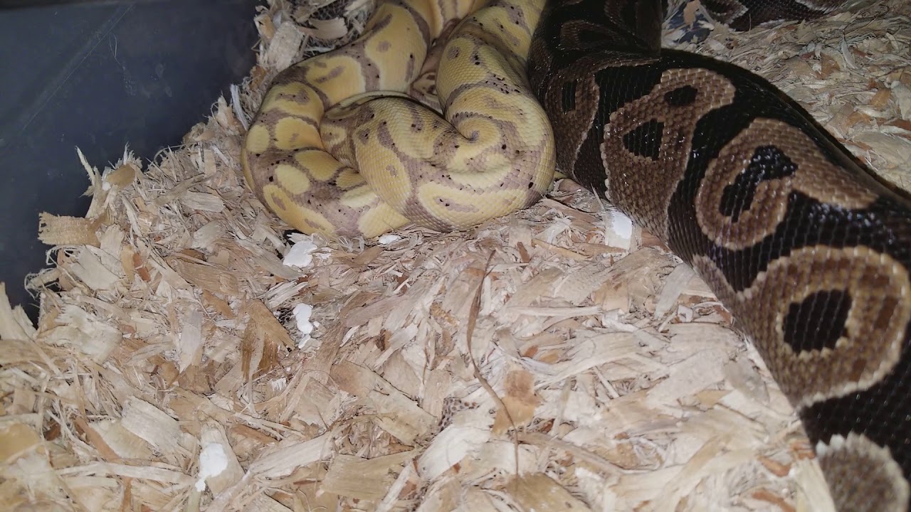 pythons for sale Another quick update