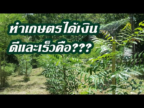 ดีจริงสร้างรายได้จากการทำเกษตร ของนายช่างบ้านๆ #แจกพันธุ์พริกเครือพริกต้น1/2563