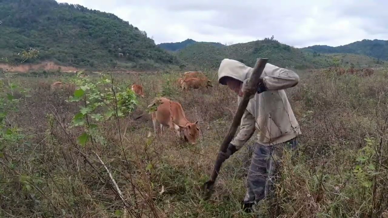 วันนี้สำเร็จขุดค้นมันต้น