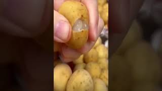 Satisfying Langsat Fruit Lansones. Asmr