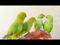 Indian Talking Parrot