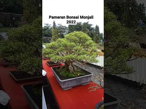 Monjali Bonsai 2022