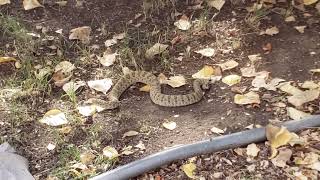 My son found a very hungry caterpillar in our backyard!
My son found the very hungry caterpillar in the backyard aka A RATTLESNAKE! Heres the story of how that went down!
Thanks for watching! :)
-M
#rattlesnake #theveryhungrycaterpillar #scary
If you would like to support my channel:
MERCH: https://youtube.com/channel/UC-6O-6HJOleqDcPP_w_X9yw
Patreon @ https://www.patreon.com/mothsauce
Instagram @ mothsaucetv My son found a very hungry caterpillar in our backyard!