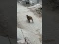 पड़ोस के बाथरू में पार्ट-2||🐒|| #trending #yts #funny #viral #bandar #money #memes #viral