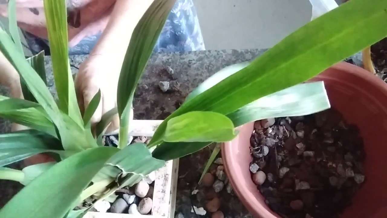Novo começo pra minha oncidium chocolate