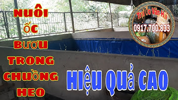 NUÔI HEO KHÔNG CÓ LỜI CHUYỂN SANG NUÔI ỐC BƯƠU ĐEN || TRẠI ỐC VĂN HẢI