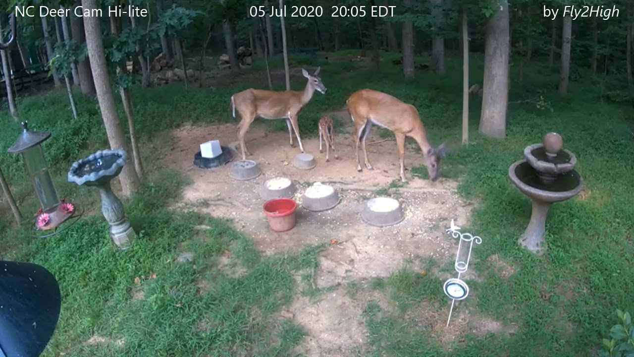 NC Deer Cam Clip 17 Fireworks Don't Scare Away Deer FTHVN 733 YouTube