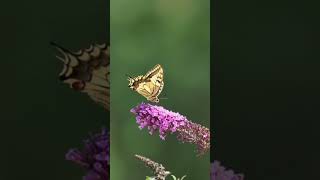 प्रकृति का उपहार #conservation #education #earth #shortfeed #shorts #viral #viralvideo