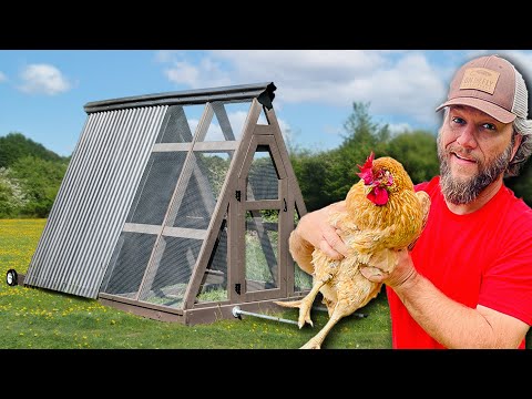 Vidéo: Comment faire une coopérative de poulet à l'épreuve des prédateurs