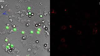 Whole movie - red channel and all channels side-by-side 7um H3+ pHrodo Neutros