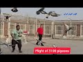 16خرداد1404 پاشوی 3100 کبوتر بام ایران حاج علی بنی احمدی پهلوان نداف Iranian High Flyers Pigeon 16خرداد1404 پاشوی 3100 کبوتر بام ایران حاج علی بنی احمدی پهلوان نداف Iranian High Flyers Pigeon