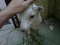 Baby Goat Found Wandering Busy Street