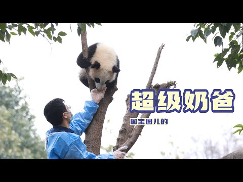《熊貓星團》國寶圈兒的超級奶爸 | iPanda熊貓頻道