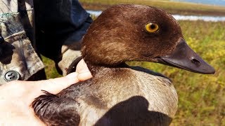 Спасли и отпустили утку попавшую в сеть / Короткий клип / Видео клип Спасли и отпустили утку попавшую в сеть / Короткий клип / Видео клип