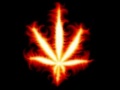 Cartel de Santa - Marihuana