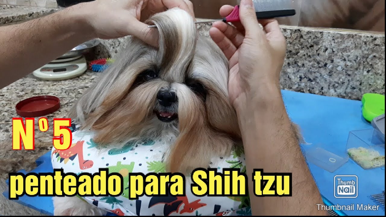 Penteado para machos ..Shih tzu.. - thptnganamst.edu.vn