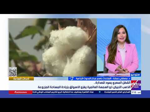 القطن المصري يعود للصدارة.. الذهب الأبيض ذو السمعة العالمية يغزو الأسواق بزيادة المساحة المزروعة