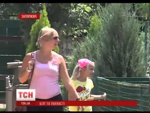 На Азовському узбережжі з&#039;явились білі тигри