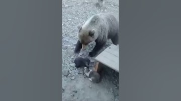 Thumbnail of Dogs unite to protect puppies against bear in tense standoff #Shorts