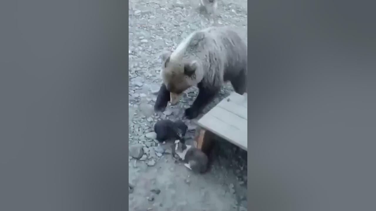 Dogs unite to protect puppies against bear in tense standoff #Shorts