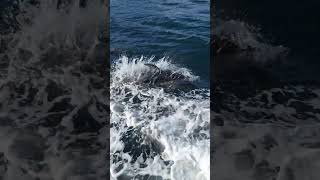Close Encounter with Playful Dolphins