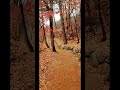 비오는날 겨울 단풍, 낙엽🍂