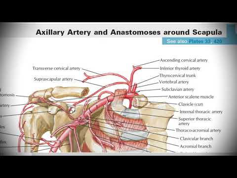 Анатомия с АВ. Подключичная (a. subclavia) и подмышечная (a. axillaris) артерии.