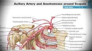 Анатомия с АВ. Подключичная (a. subclavia) и подмышечная (a. axillaris) артерии.