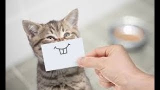 Funny Cats Compilation [MUST SEE] Funny Cat Videos 2018 by TimeSquad 16 views 6 years ago 5 minutes, 6 seconds