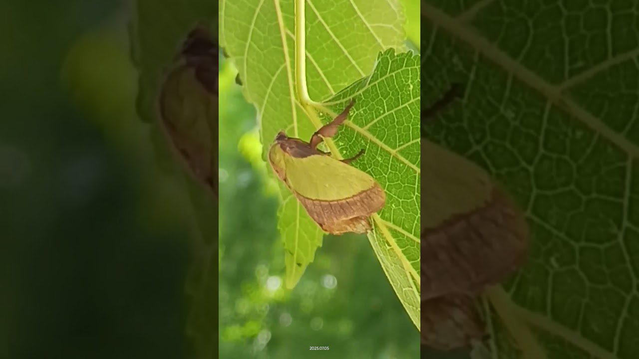 Parasa Lepida/the Nettle Caterpillar